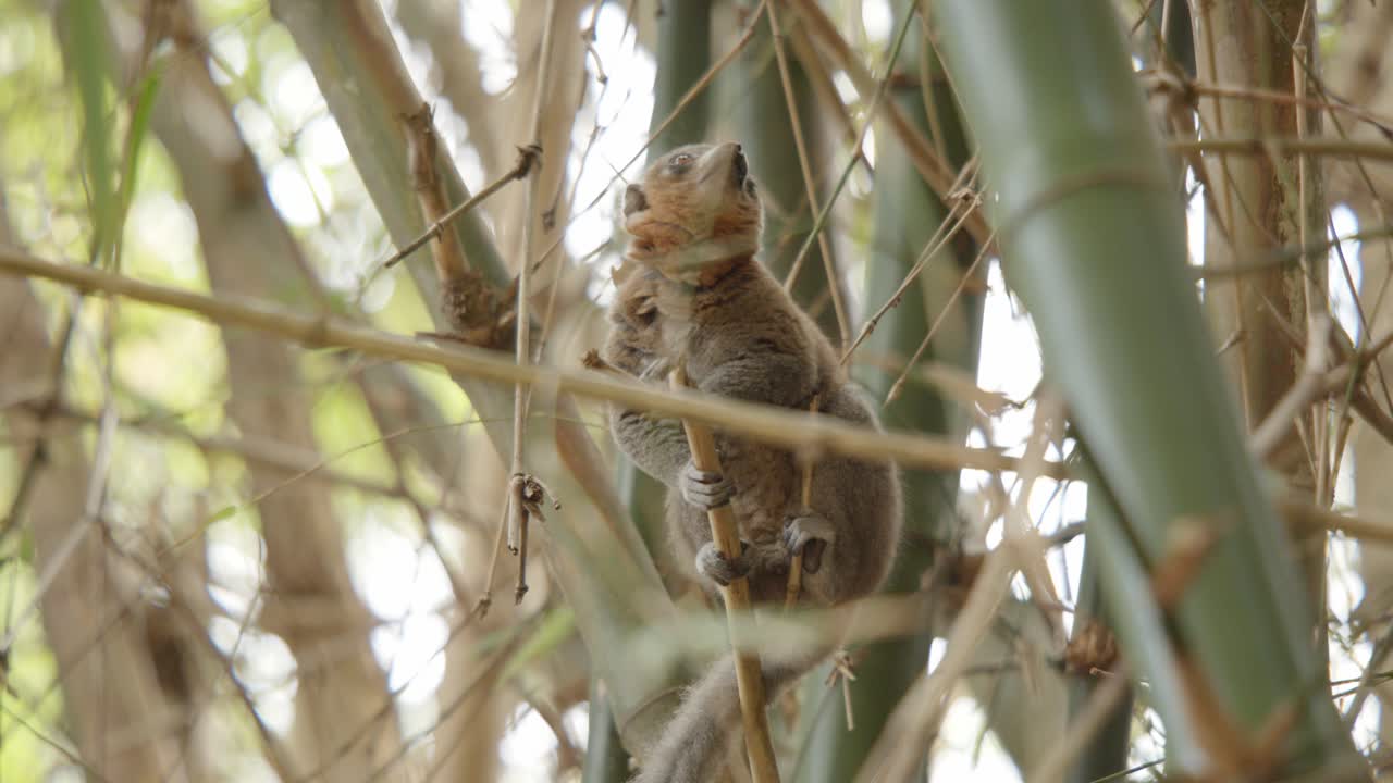 коричневый лемур за бамбуком на переднем плане, осматривается, многослойный снимок