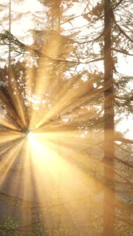 sunbeams in the forest