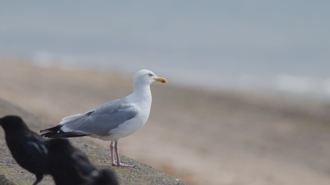 A seagull and several crows stand and move along a concrete seawall by a sandy beach, with soft daylight and a shallow depth of field
