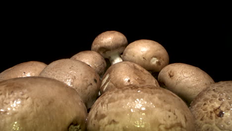 una foto macro de champiñones marrones