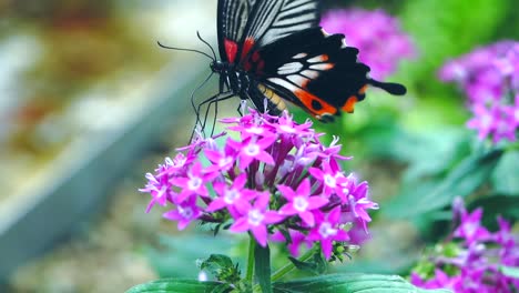 mariposa come néctar a cámara lenta