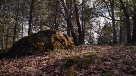 mossy boulder acts as gravestone in the golden evening light - 4k