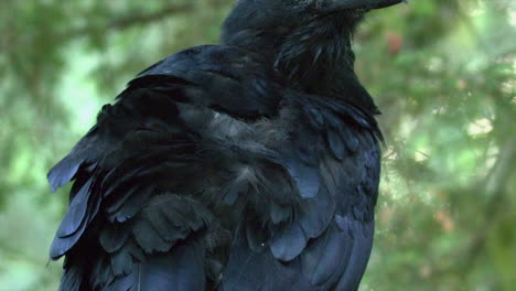 raven bird grooms black plumage feathers on boreal forest perch