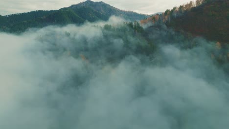 misty mountain forest