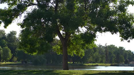 view of single tree in an urban park