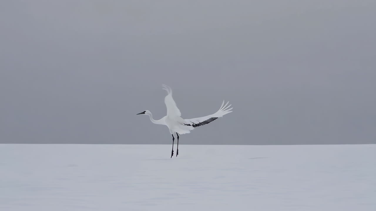 눈 인 풍경 에 착륙 하는 은 왕관 크레인