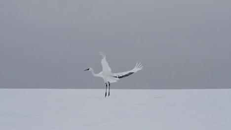 red-crowned crane landing in snowy landscape