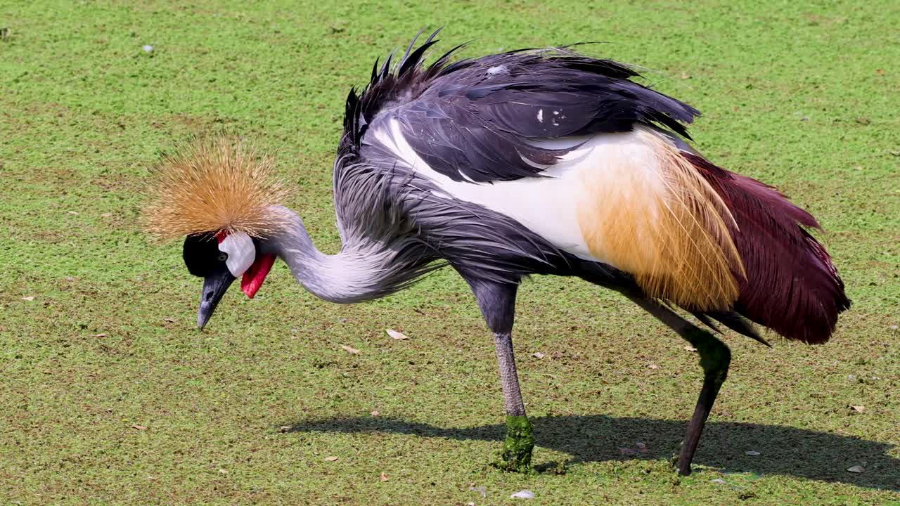 Grey crowned crane searches for food in bright daylight on grassy wetland terrain, side view