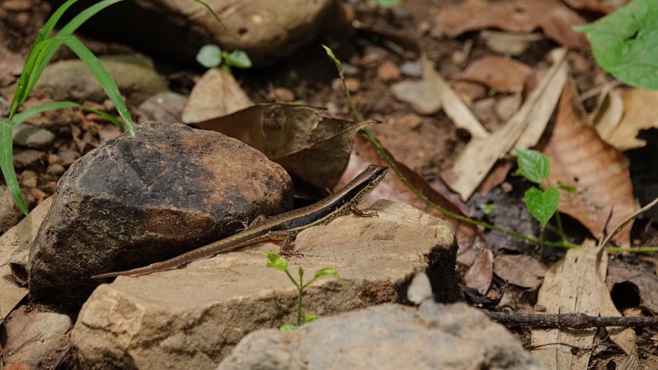 Lying motionless on a small rock and slightly moving its head to the right, a Common Sun Skink, Eutropis multifasciata looks at the insects that are flying around it.