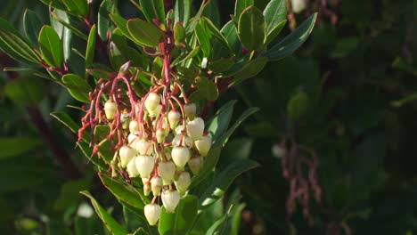 closeup of a white flower cluster of a strawberry tree. side lighting. moving with the breeze
