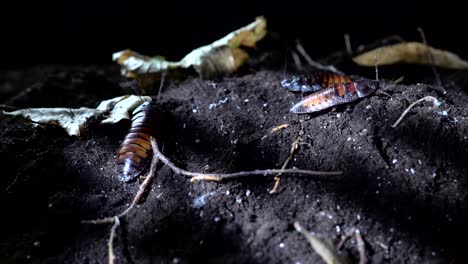 madagascar cockroaches crawling on the soil in the night forest