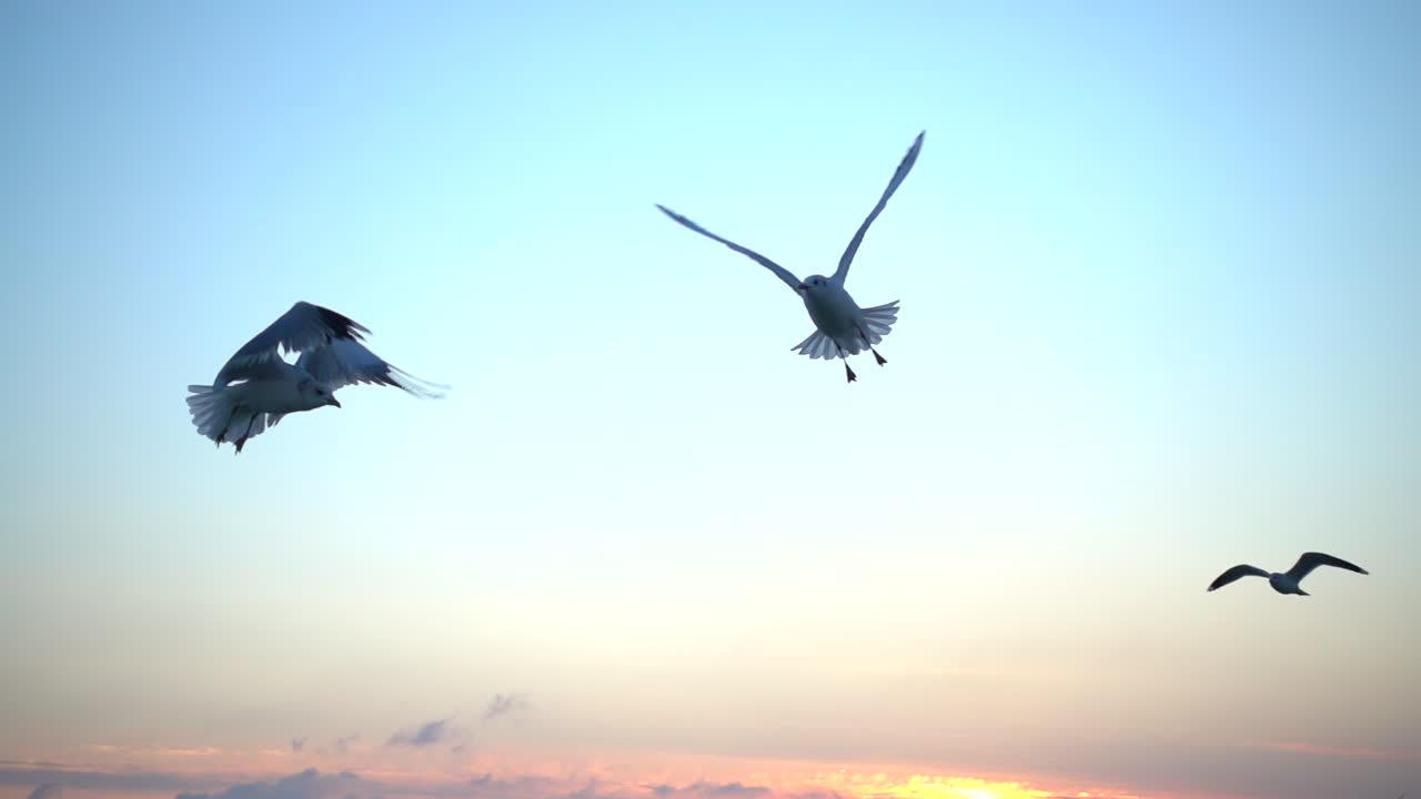 Gabbiani volano sul mare. Slow motion