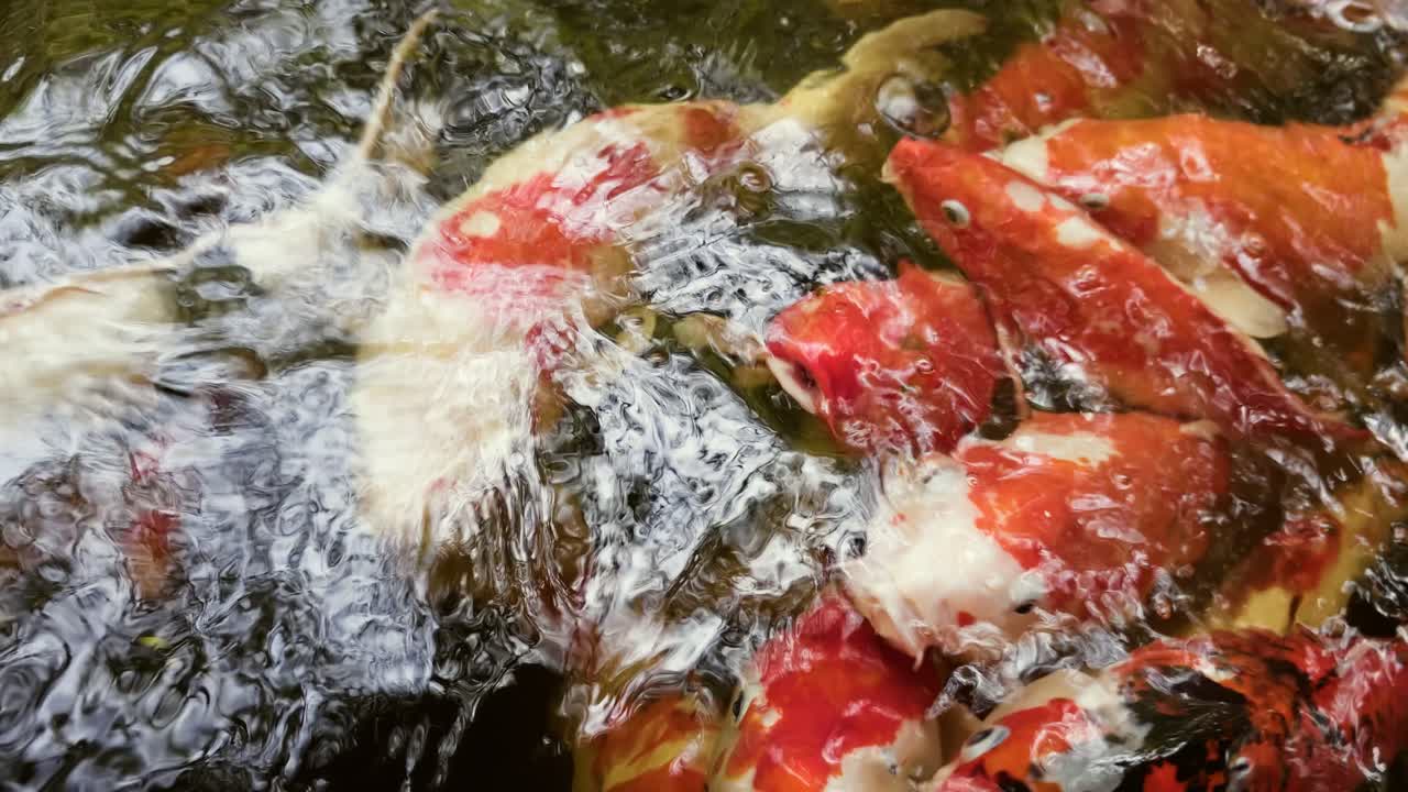 Una scena vibrante che cattura pesci koi che nuotano e si nutrono in un ambiente di stagno pacifico.