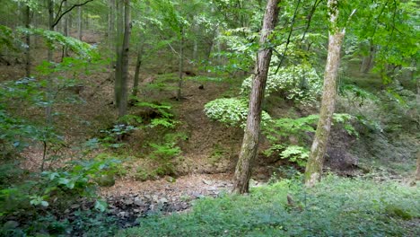 Forward-dolly-through-quiet-forest-towards-small-creek-bed-near-Pilis,-Hungary