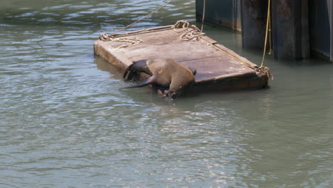 playful sea lion on a floating platform at fisherman's wharf