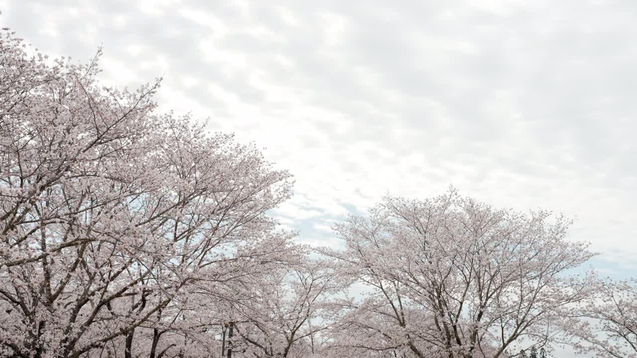 흐르는 구름과 흔들리는 요시노 체리 나무