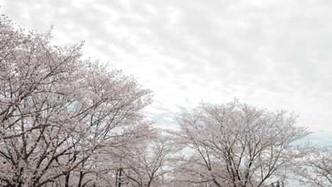 flowing clouds and swaying yoshino cherry trees