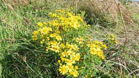 yellow flowers sway gently in the breeze