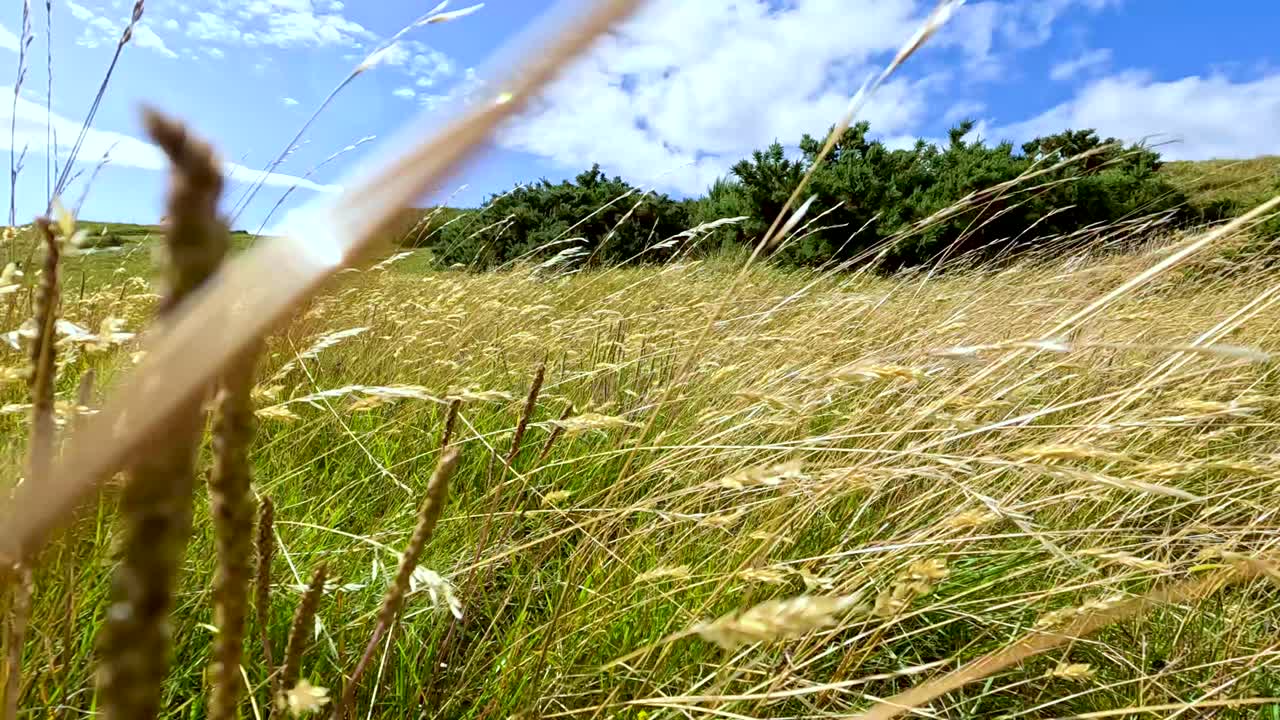 Low-angle camera moves through tall summer grass on a sunlit hillside in Cromarty, Scotland, with blue sky, scattered clouds, and gentle natural light