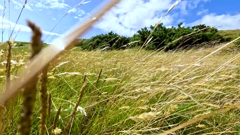 low-angle camera moves through tall summer grass on a sunlit hillside in cromarty, scotland, with blue sky, scattered clouds, and gentle natural light