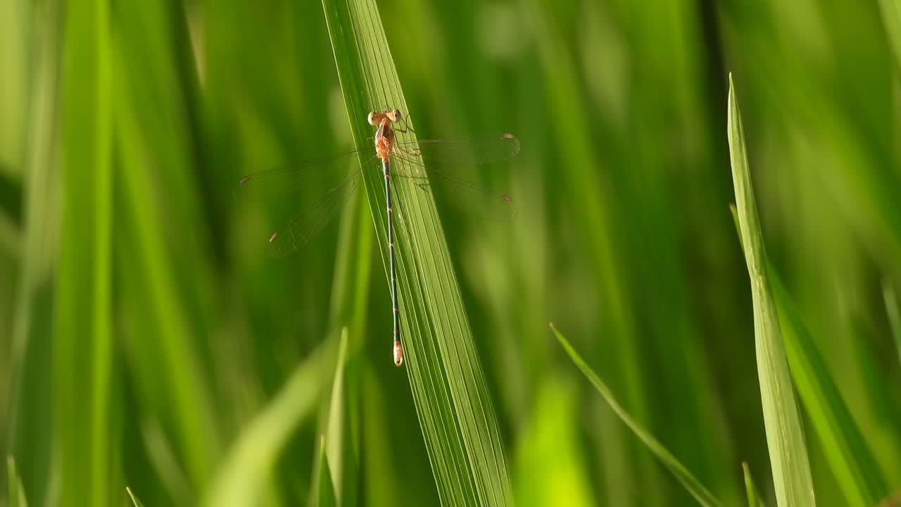 libélula en el pasto de arroz verde - ojos