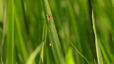 dragonfly in green rice grass - eyes