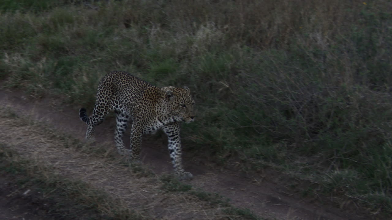macho grande de leopardo, caminando por la carretera a la luz de la mañana, serengeti, tanzania
