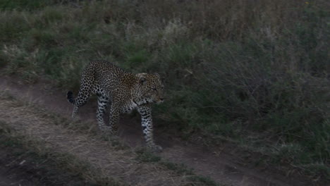 leopard big male, walking on the road in early morning light, serengeti, tanzania