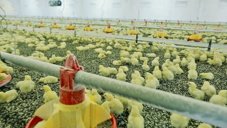 Young yellow chickens on a poultry farm