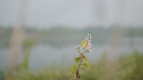 beautiful jezebel butterfly taking off from a milkweed flower slow motion