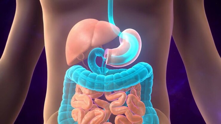 3D medical animation showing torso with liver, stomach and intestines glowing blue on purple background in a detailed anatomical visualization