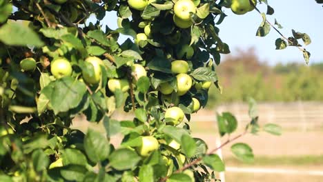ramo de manzanas verdes frescas y maduras en un árbol con hojas verdes