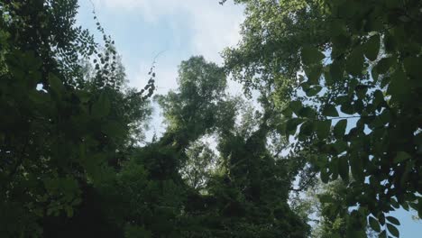 Trees-near-Wissahickon-Creek,-low-angle