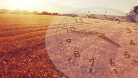 wheat fields with an analogue clock