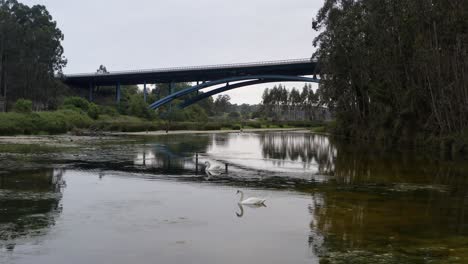 Graceful-swans-glide-on-the-tranquil-river-beneath-the-motorway-bridge-in-San-Vicente-de-la-Barquera,-Cantabria,-Spain