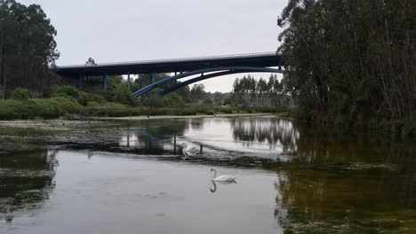 cisnes graciosos se deslizan por el tranquilo río debajo del puente de la autopista en san vicente de la barquera, cantabria, españa