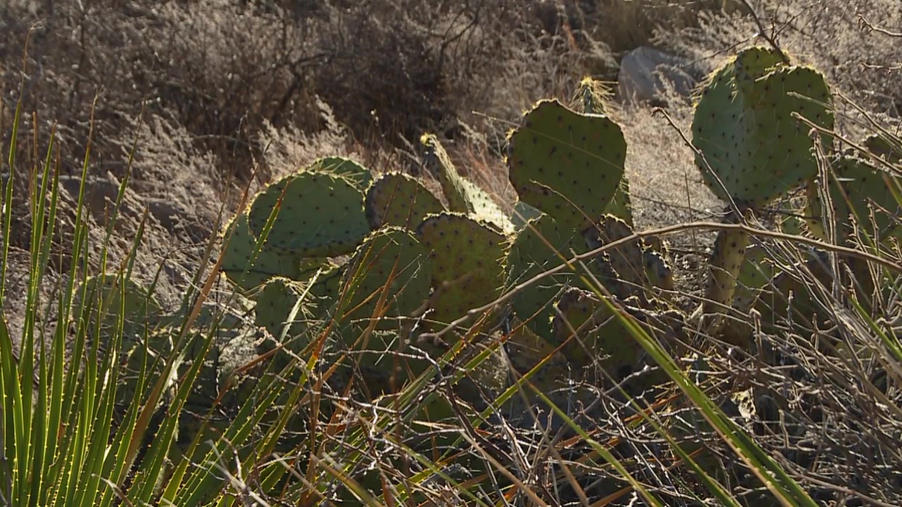 Figenkaktus i vildmarken i Guadalupe Mountains Nationalpark i Texas. Nærbillede.