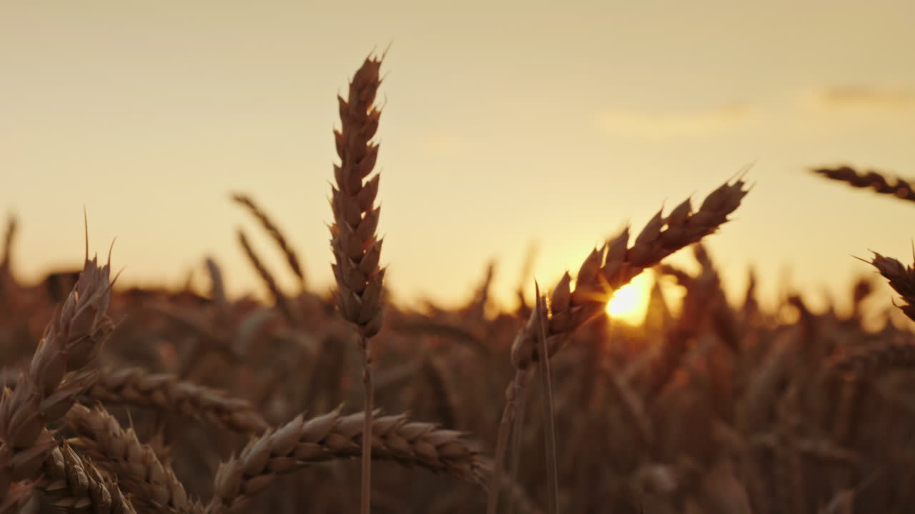 hermosa espiga de trigo al atardecer 1
