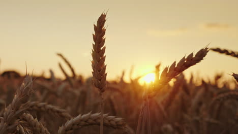 Schöne-Weizenähre-Bei-Sonnenuntergang-1