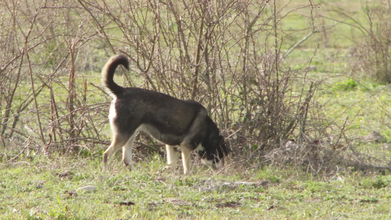 Dog Searching in a Field