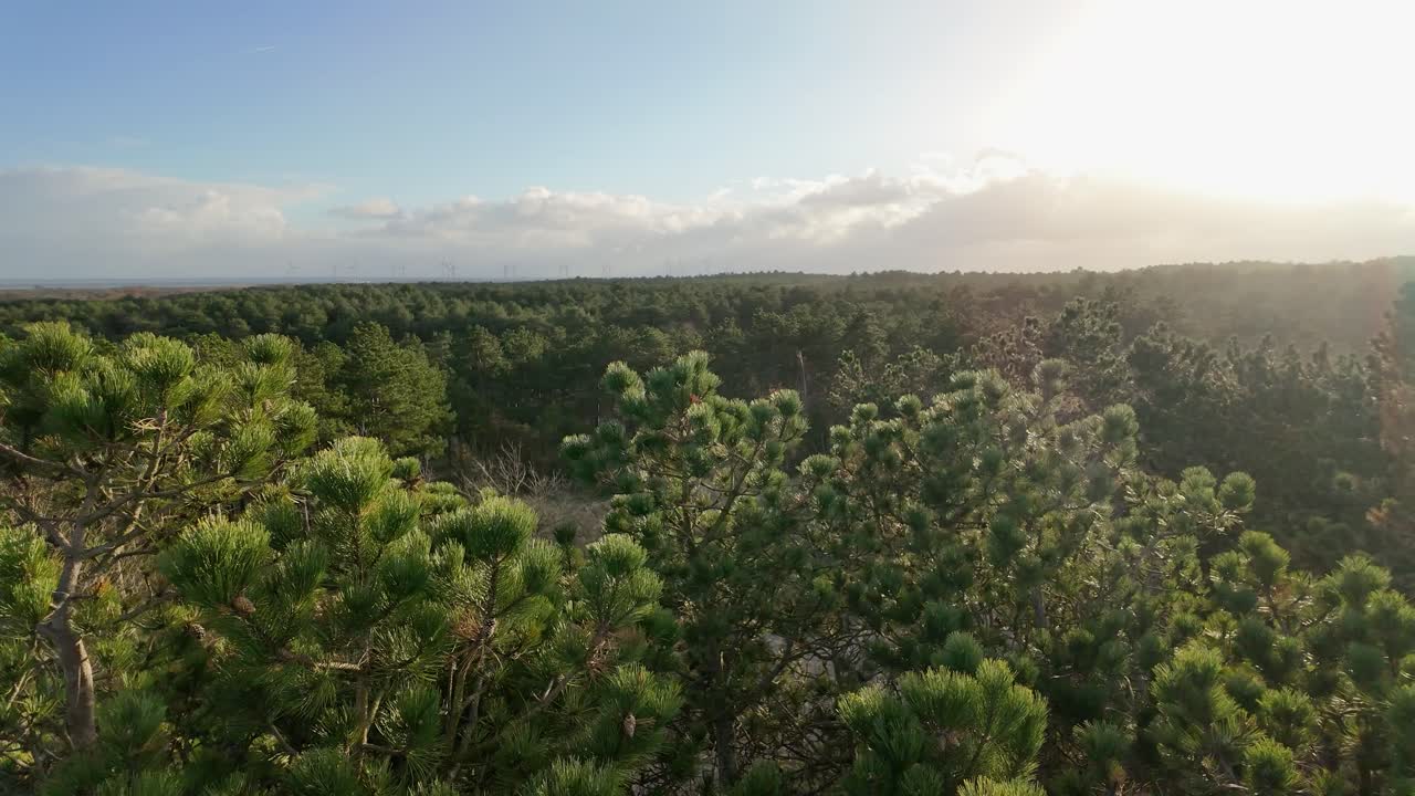 Panoramica a destra di una foresta di conifere in una giornata di sole