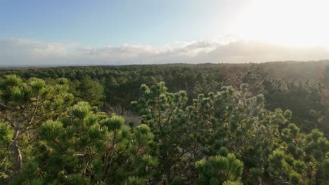 pan derecha toma de bosque de coníferas en un día soleado