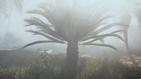 misty tropical jungle scene with a palm tree in the foreground