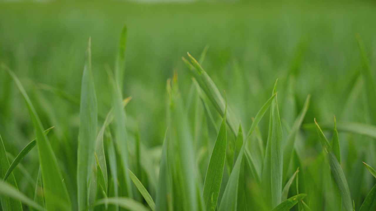 Primo piano cinematografico di giovani germogli di cereali verdi che ondeggiano al vento. Perfetto per temi di sostenibilità, agricoltura biologica e crescita primaverile.