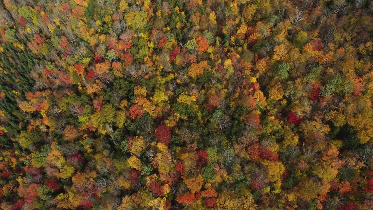 Pemandangan Hutan pada Puncak Musim Gugur di Pedesaan Amerika, dari Udara.