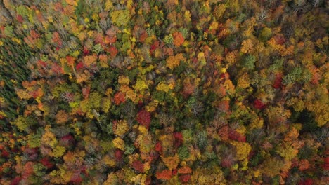 exhibiciones de bosque de otoño pico en el campo americano, vista aérea