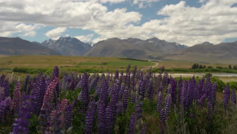 Los-Altramuces-En-Flor-De-Color-Púrpura-Se-Mecen-En-El-Viento-Frente-Al-Lago-Tekapo-En-Los-Alpes-Del-Sur-De-Nueva-Zelanda