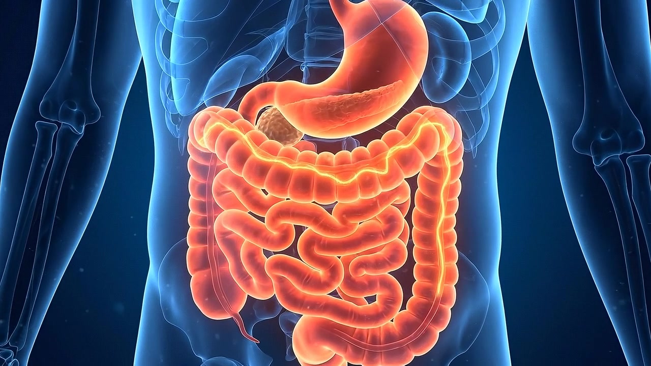 Animazione medica 3D dell'anatomia del sistema digestivo umano