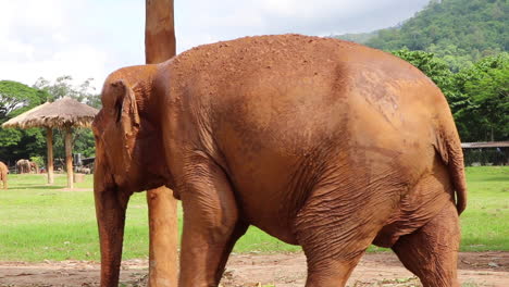 Toma-Lateral-De-Un-Gran-Elefante-Caminando-En-Cámara-Lenta.