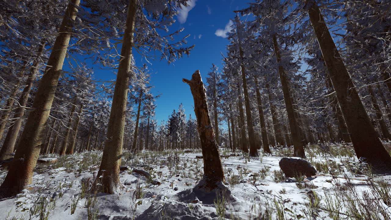 paisaje de nieve árboles bosque denso en invierno
